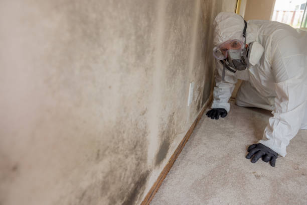 Environmental Consulting for Mold Prevention in Derby, CT